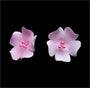 Fruit Blossom Single - Pink* - Sweet Life Cake Supply