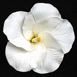 Gum Paste Flowers Medium Hibiscus White* - Sweet Life Cake Supply