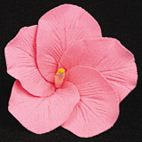 Gum Paste Flowers Med Hibiscus Pink* - Sweet Life Cake Supply