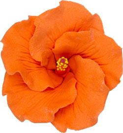 Gum Paste Flowers Medium Hibiscus Orange*